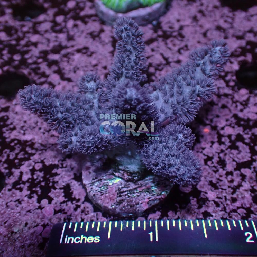 Premier Coral - AcanE